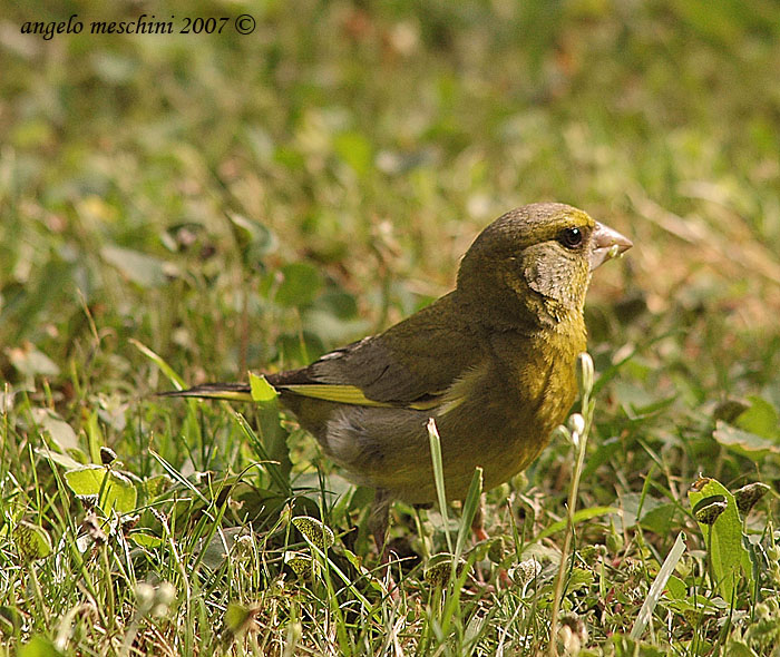 Verdone. Carduelis chloris